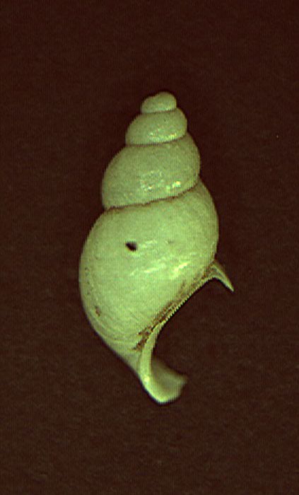 Heleobia stagnorum